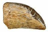 Serrated, Fossil Tyrannosaurus (Trex) Tooth - Wyoming #299755-1